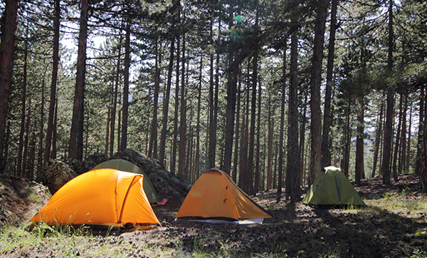 three brightly colored tents set up in a wooded area surrounded by tall trees ideal for a camping trip with five friends
