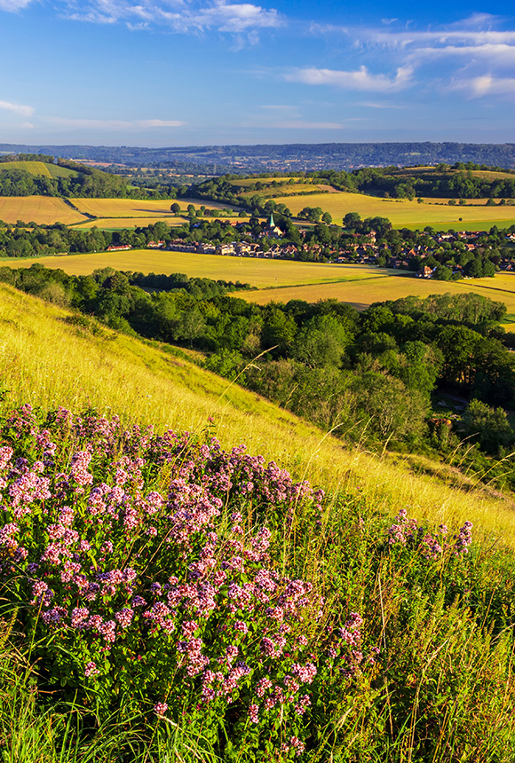 scenic landscape with pink wildflowers in foreground lush green hills and fields sunny sky ideal for nature photography 4 seasons exploration